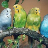 Parásitos internos y externos de los pericos australianos
