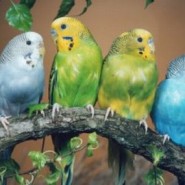 Parásitos internos y externos de los pericos australianos