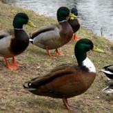 El pato y sus cuidados más importantes