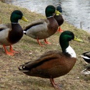 El pato y sus cuidados más importantes