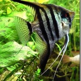 Como alimentar a nuestros peces