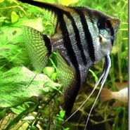 Como alimentar a nuestros peces