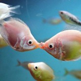 Clases de Peces, los besadores