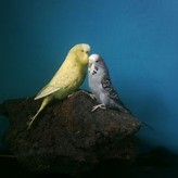 Irritación del buche en los pericos australianos