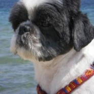 Alimentación del perro de raza Shih Tzu