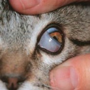 Que es el tercer párpado en los ojos del gato