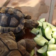 La falta de apetito en las tortugas