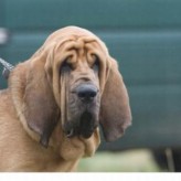 Estornudos y moqueo en los perros