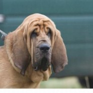 Estornudos y moqueo en los perros