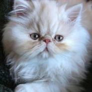 Características del gato Himalayo