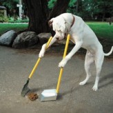 Consejos para entrenar a tu perro a defecar