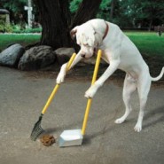 Consejos para entrenar a tu perro a defecar