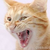 Consejos para evitar que su gato sea agresivo