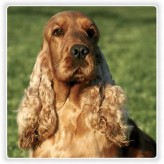 Cuidados básicos del perro de raza Cocker Spaniel