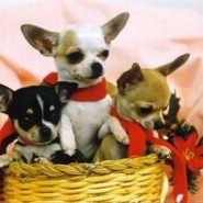 El perro chihuahua y sus cuidados básicos