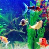 Los peces tropicales y los cuidados de su pecera