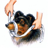 Los perros y los primeros auxilios básicos