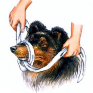 Los perros y los primeros auxilios básicos