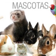 Mascotas económicas y fáciles de mantener.