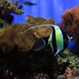 Parásitos en lo peces de colores, síntomas de infestación