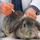 Prevenir enfermedades en conejos por medio de vacunas