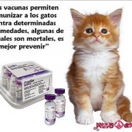 Que vacunas se le deben aplicar a nuestro gato