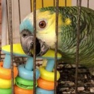 Sofia Ivars y su loro hablador del Chaco
