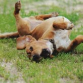 Tratamiento para la ansiedad en los perros
