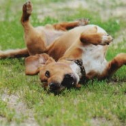 Tratamiento para la ansiedad en los perros