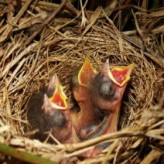Como se deben cuidar los pichones de las aves
