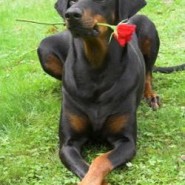 Raza de perro doberman, cuidados y entrenamiento