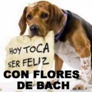Como mejorar la salud de los perros con Flores de Bach