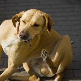 Como se debe tratar la sarna canina