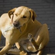 Como se debe tratar la sarna canina