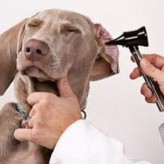 Acaros en las Orejas de perros y gatos, como debe ser el tratamiento