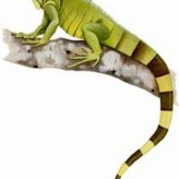Alimentos básicos para las iguanas verdes
