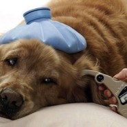 Alimentos para perros con cancer