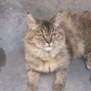 Beltzane bella gatita de raza Persa