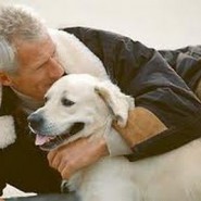 Causas mas frecuentes en la perdida de las mascotas