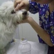 Como hacer una buena limpieza a los ojos del perro