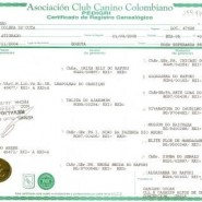 Como obtener el pedigree de un perro