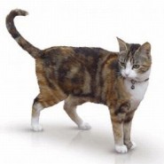 Lo que nos comunican los gatos con su cola