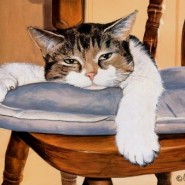 Como tratar la anemia en gatos, algunos consejos