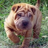 Como tratar la seborrea en los perros