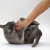 Como tratar las mordeduras de gatos