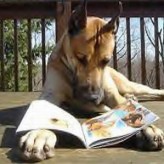 Descubre cuales son los animales más inteligentes