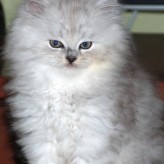 Gato Angora y los cuidados de su pelaje