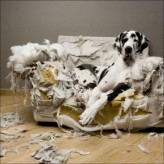 Los perros y su comportamiento destructivo