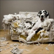 Los perros y su comportamiento destructivo