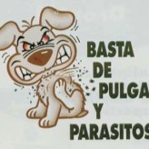 Pulgas y garrapatas en los perros